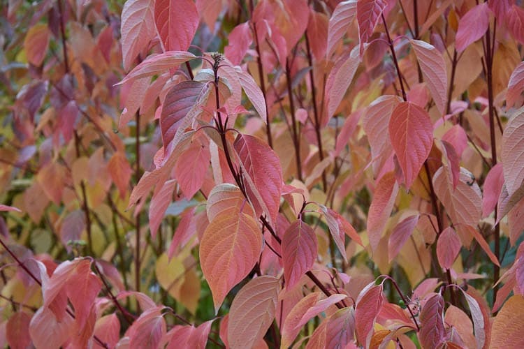 Cornus sericea 'Hedgerows Gold' (Кизил Редвиг)