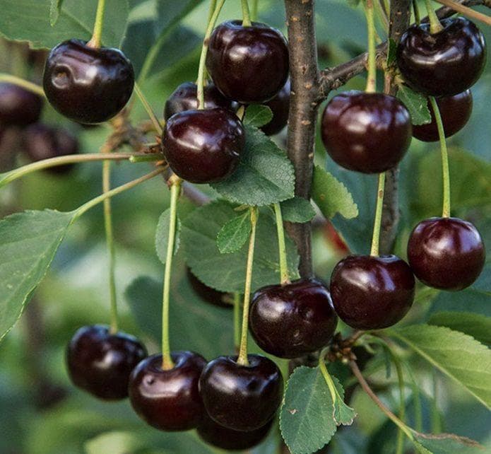 вишня Шоколадница