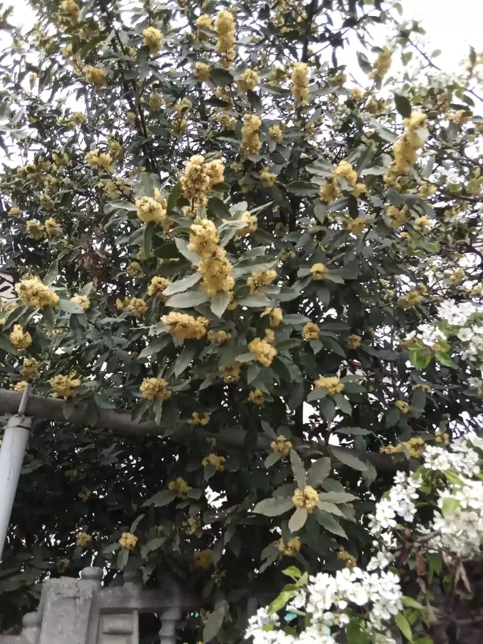 Такие очень разные лавровишня и лавровый лист.