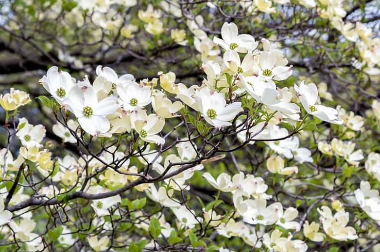 Cornus florida 'Cherokee Chief' (Цветущий кизил)