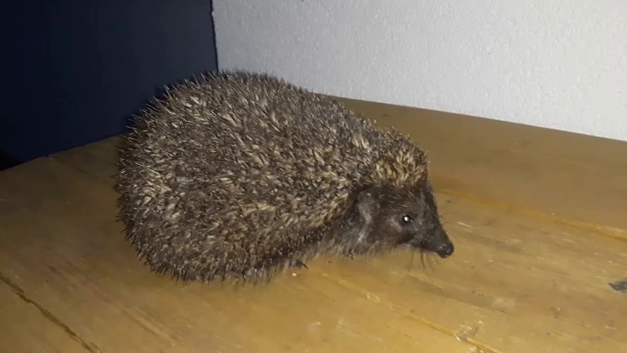 С ёжиком все хорошо, ждем весны!