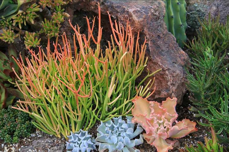 Euphorbia tirucalli "Sticks on Fire" (Огненные палочки)