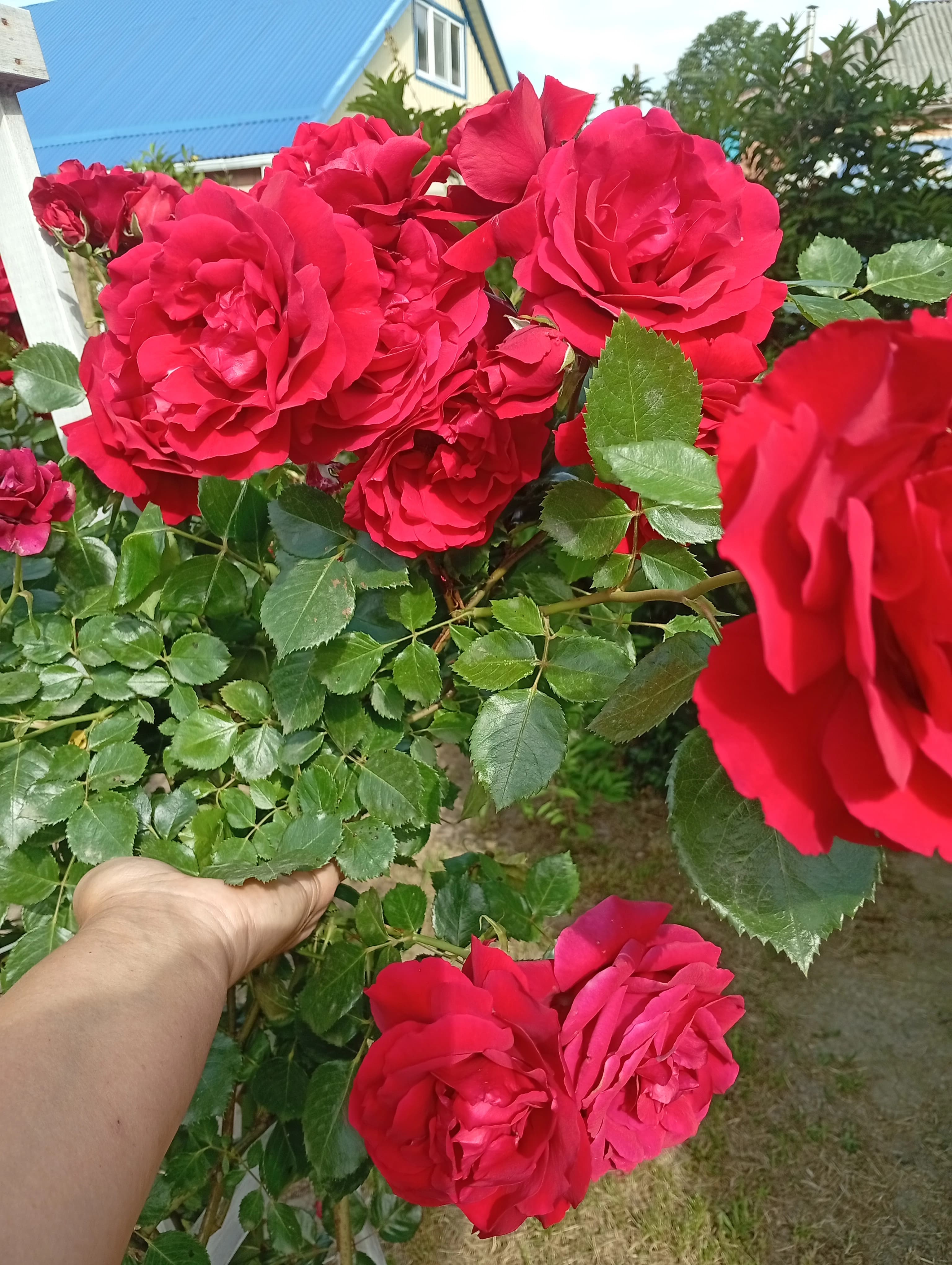 Плетистая роза, украшение участка.