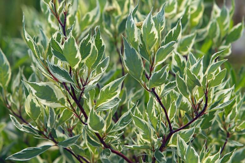 Cornus alba 'Argenteo-marginata' (Татарский кизил)