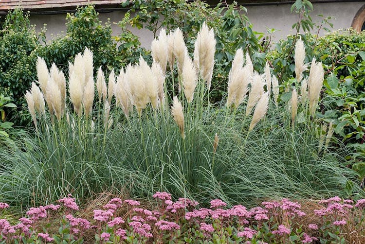 Пампасная трава(Cortaderia selloana 'Pumila')