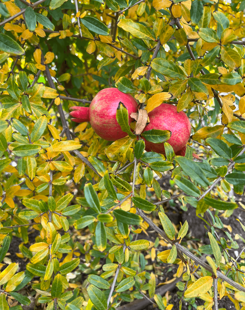 Punica granatum (Гранат)