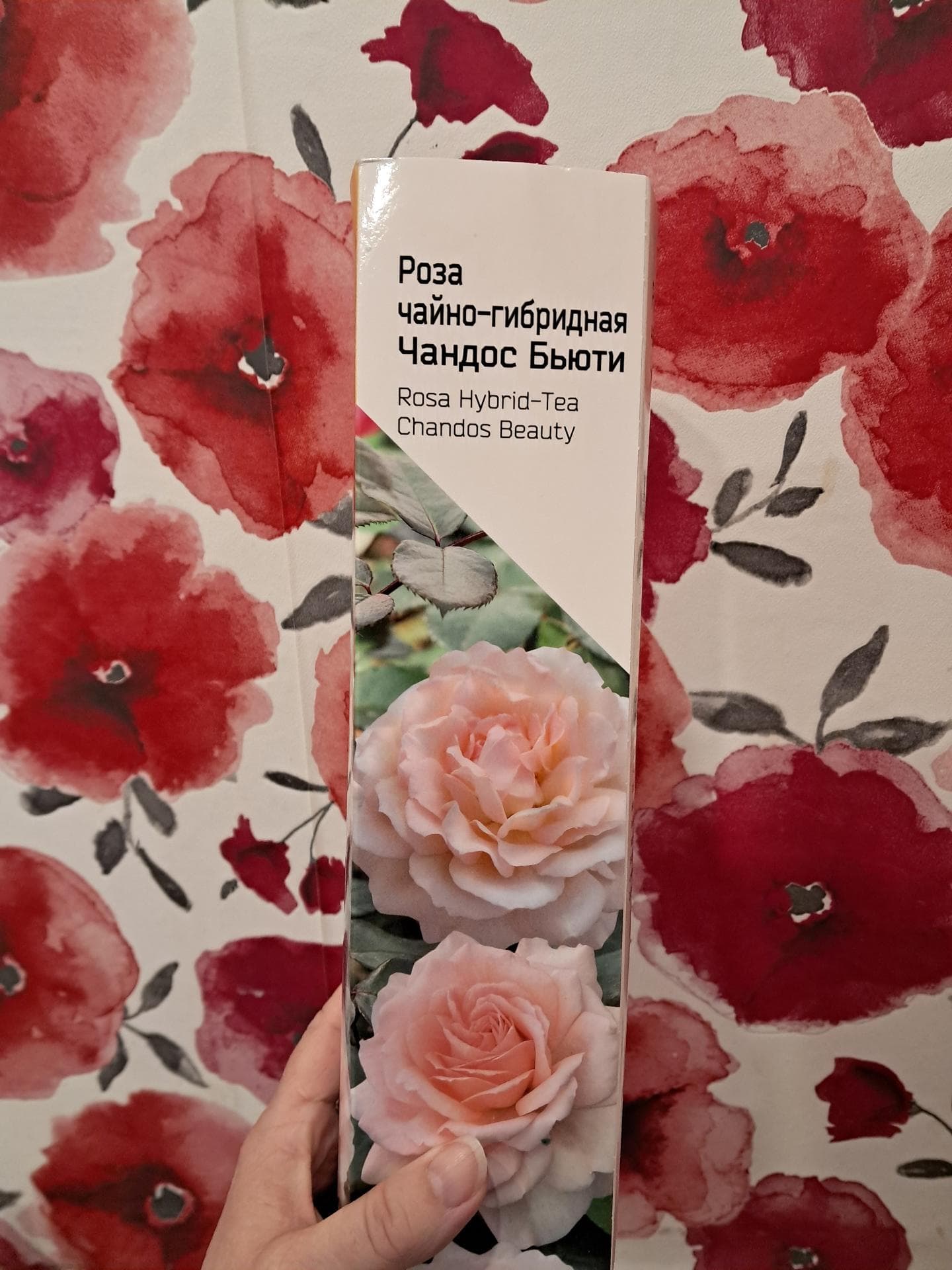 Роза Чандос Бьюти