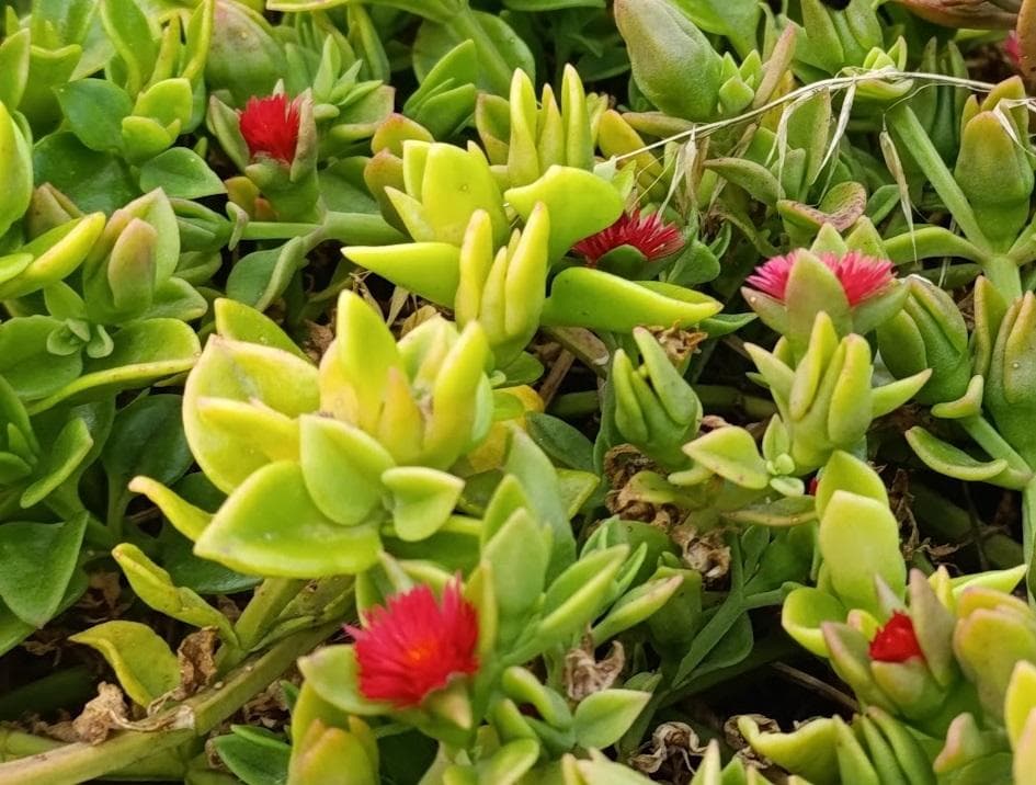 Аптения сердцелистная (Aptenia cordifolia, синоним Mesembryanthemum cordifolium)