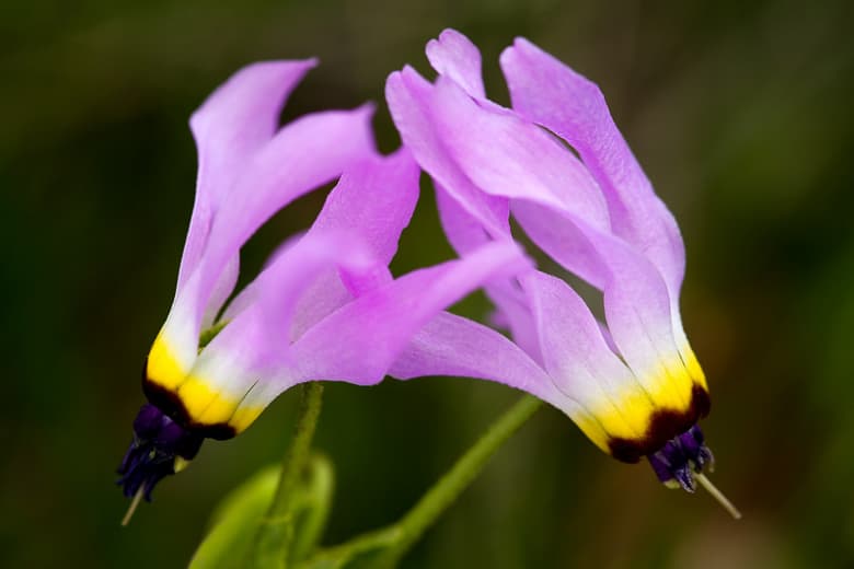 Dodecatheon clevelandii (Падающая звезда Падре)