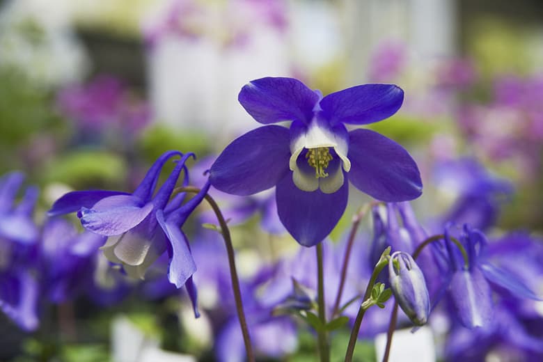 Aquilegia flabellata (Вееролистная коломбина)