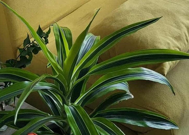 Драцена душистая (Dracaena fragrans)