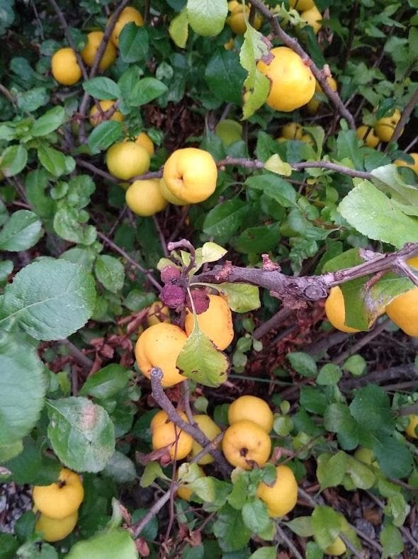 Айва японская, или хеномелес (Chaenomeles)