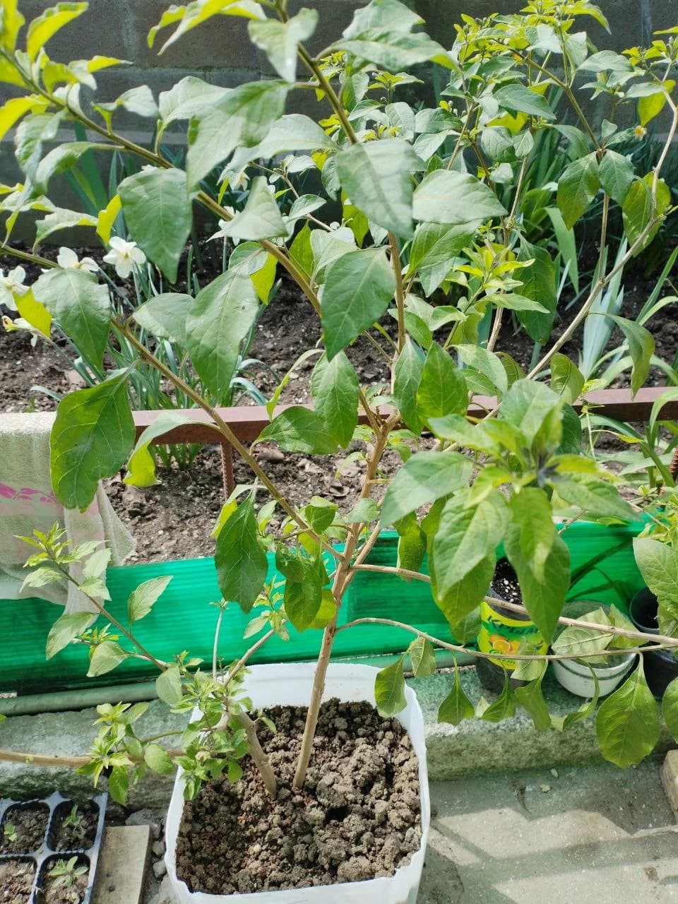 Картофельные деревья после зимовки. Продолжение.