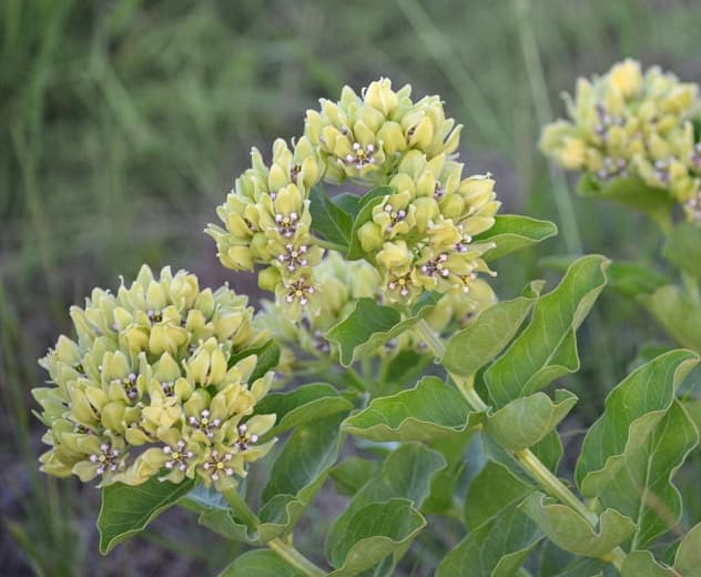  Asclepias viridis (Зеленый молочай) 