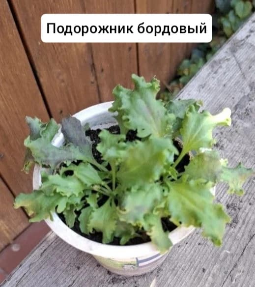 Подорожник декоративный, да и такое бывает.