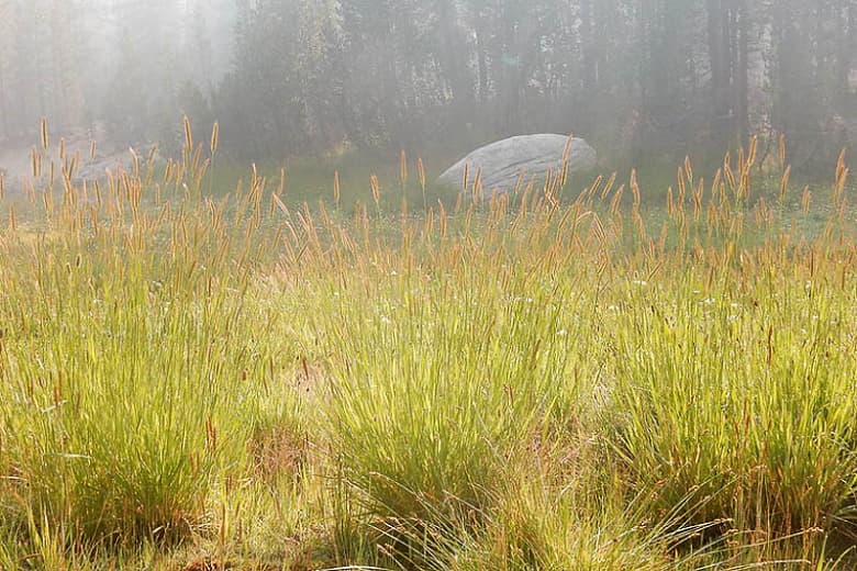 Hordeum brachyantherum (Луговой ячмень)