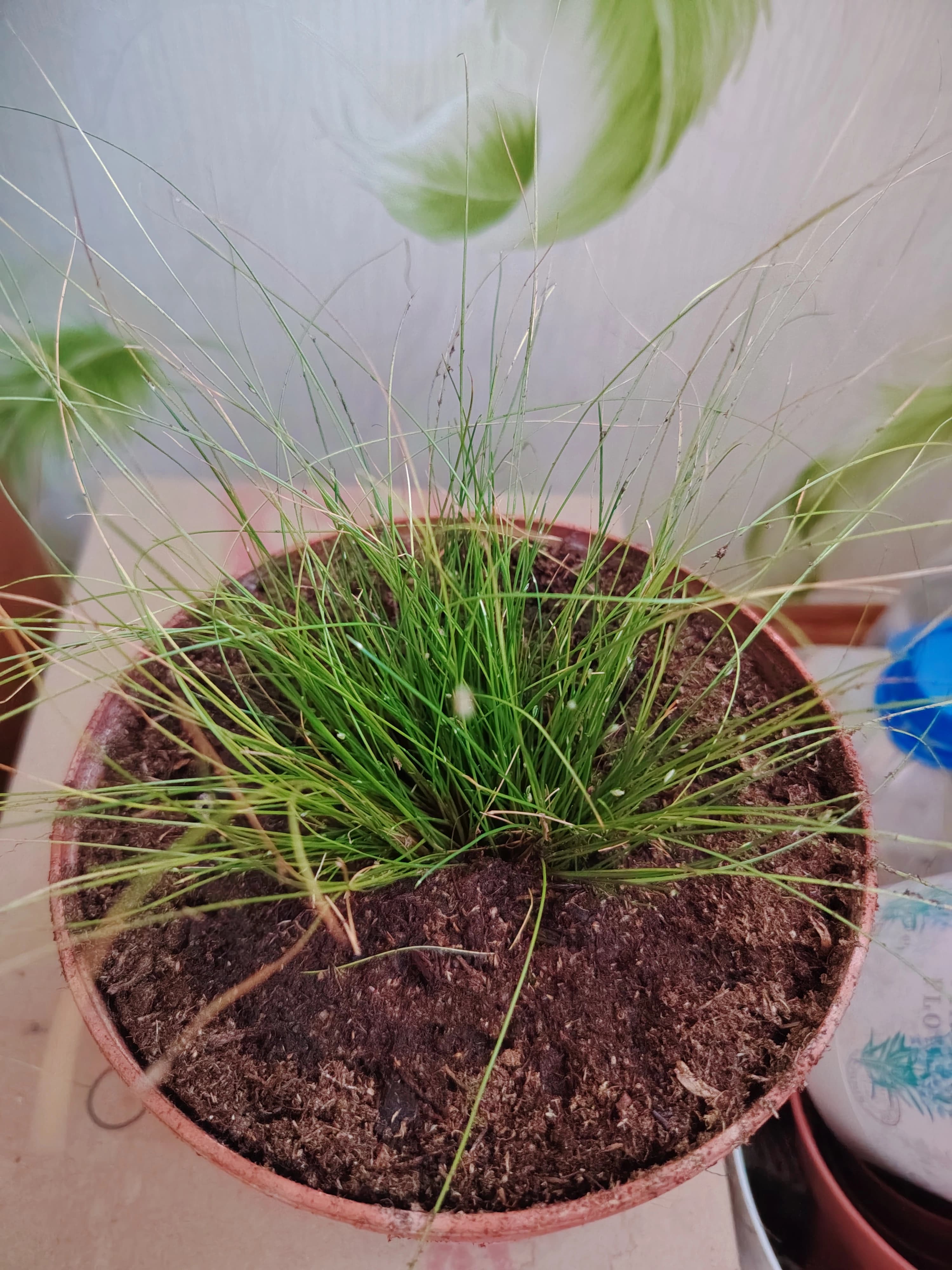 Полное омоложение куста изолеписа при пересадке.