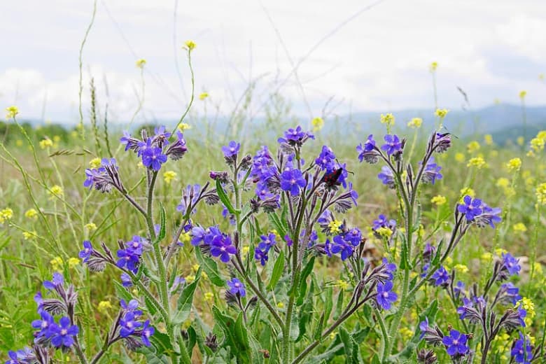 Anchusa azurea 'Loddon Royalist' (итальянский стеклярус)
