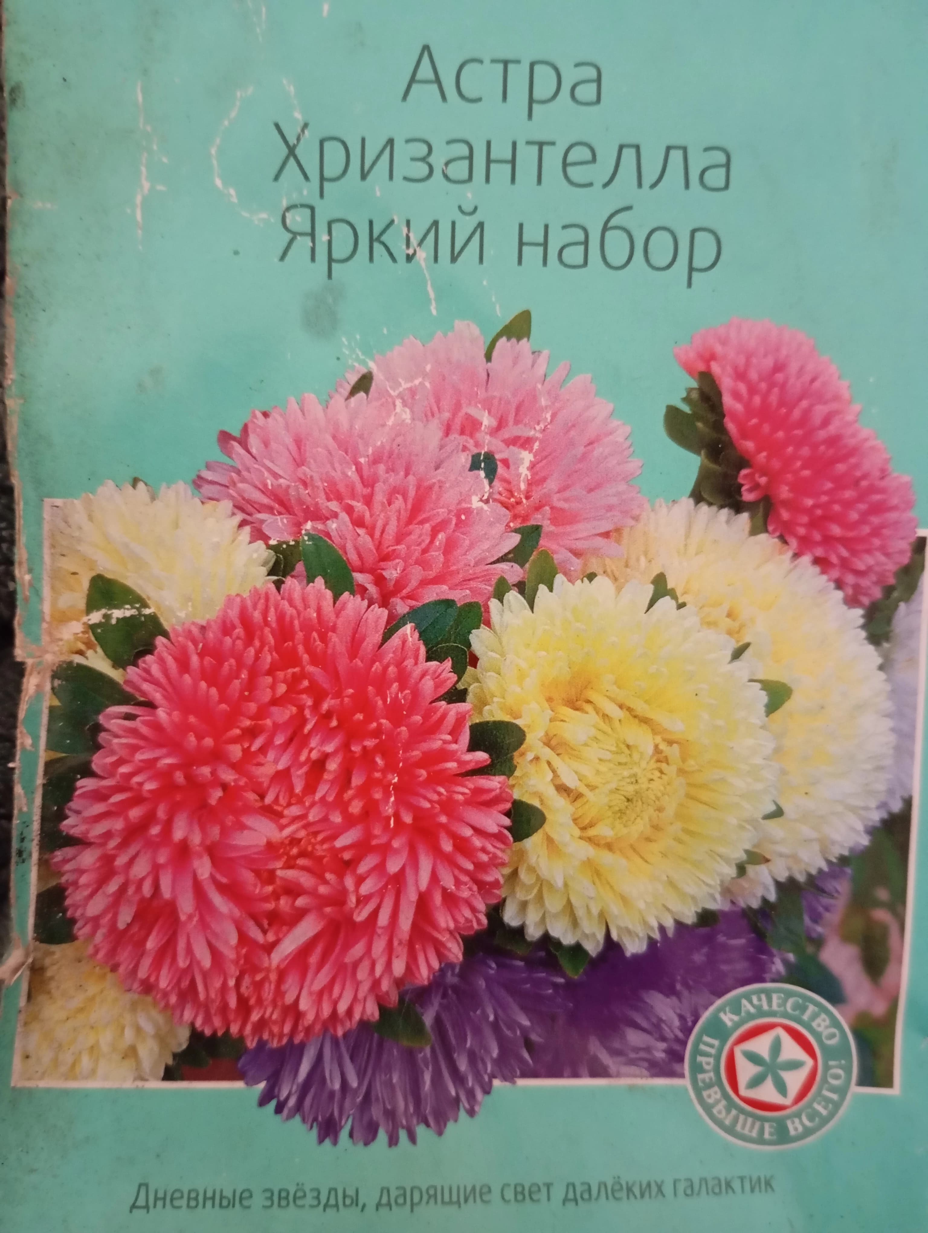 Астра хризантелла - просто находка!
