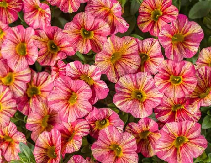 Calibrachoa 'Superbells Tropical Sunrise' 