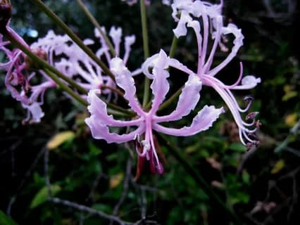 Нерине извилистая