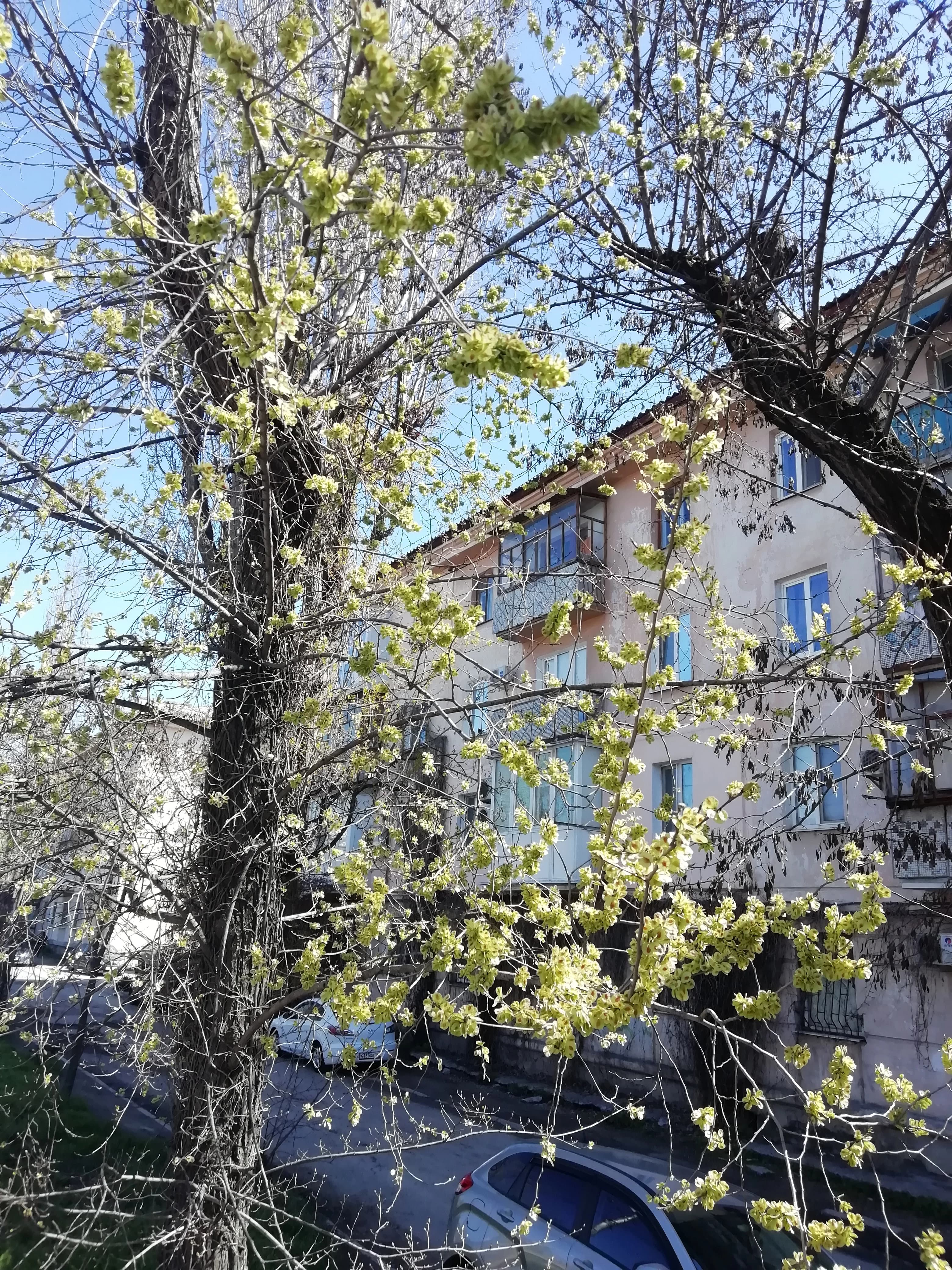 Привлекательные плоды вяза малого.