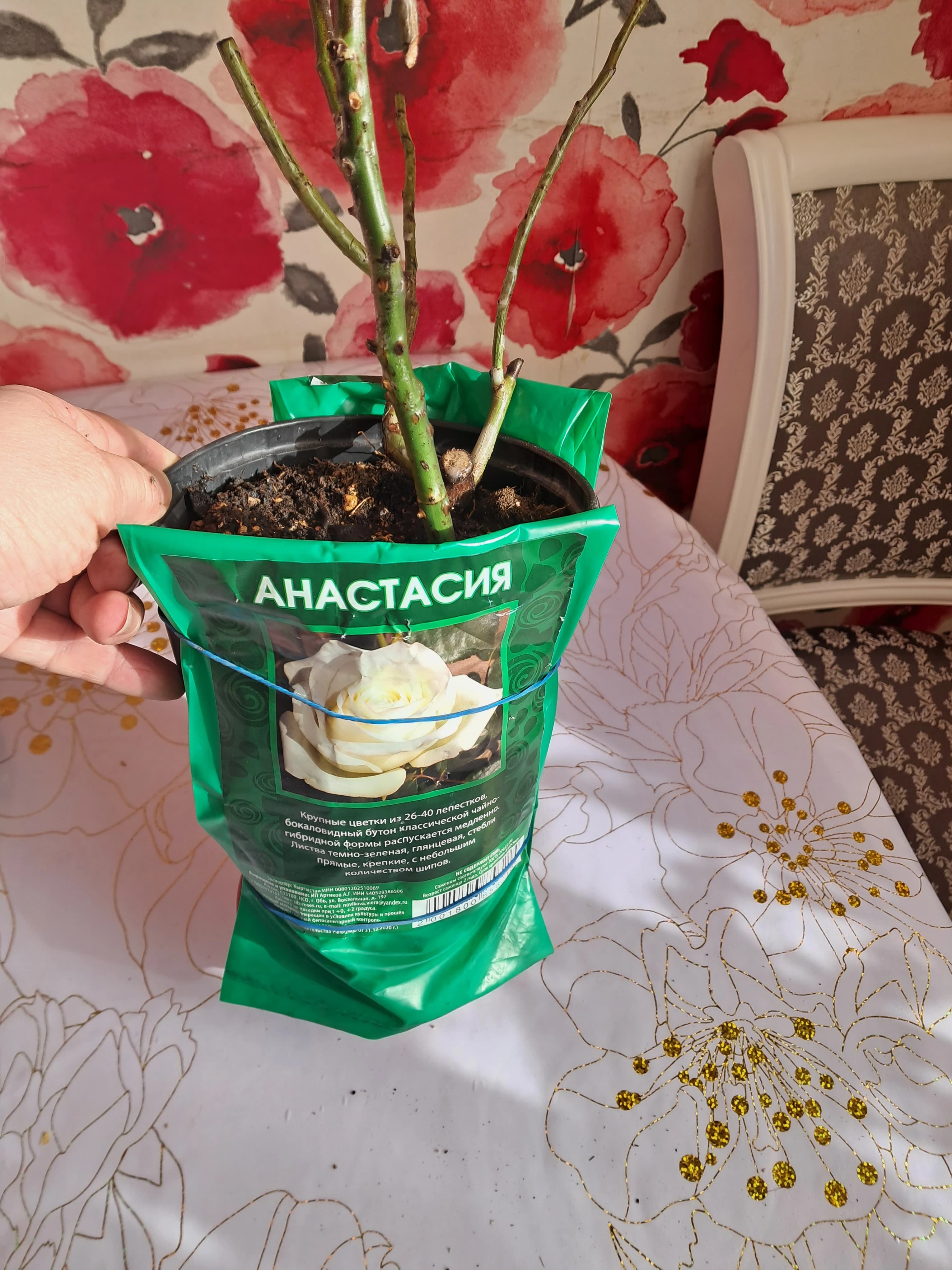Покупка чайно - гибридной розы.