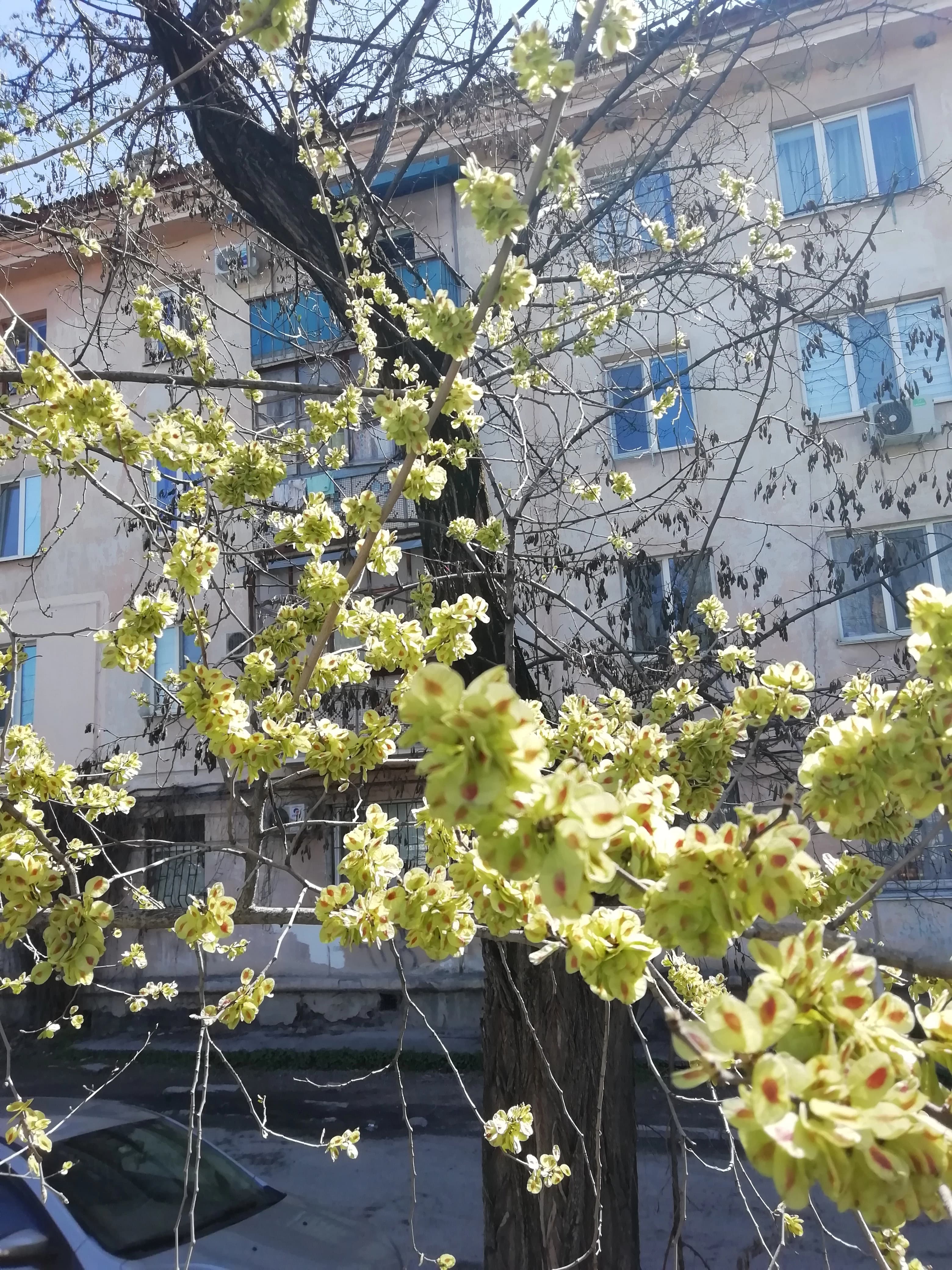 Привлекательные плоды вяза малого.