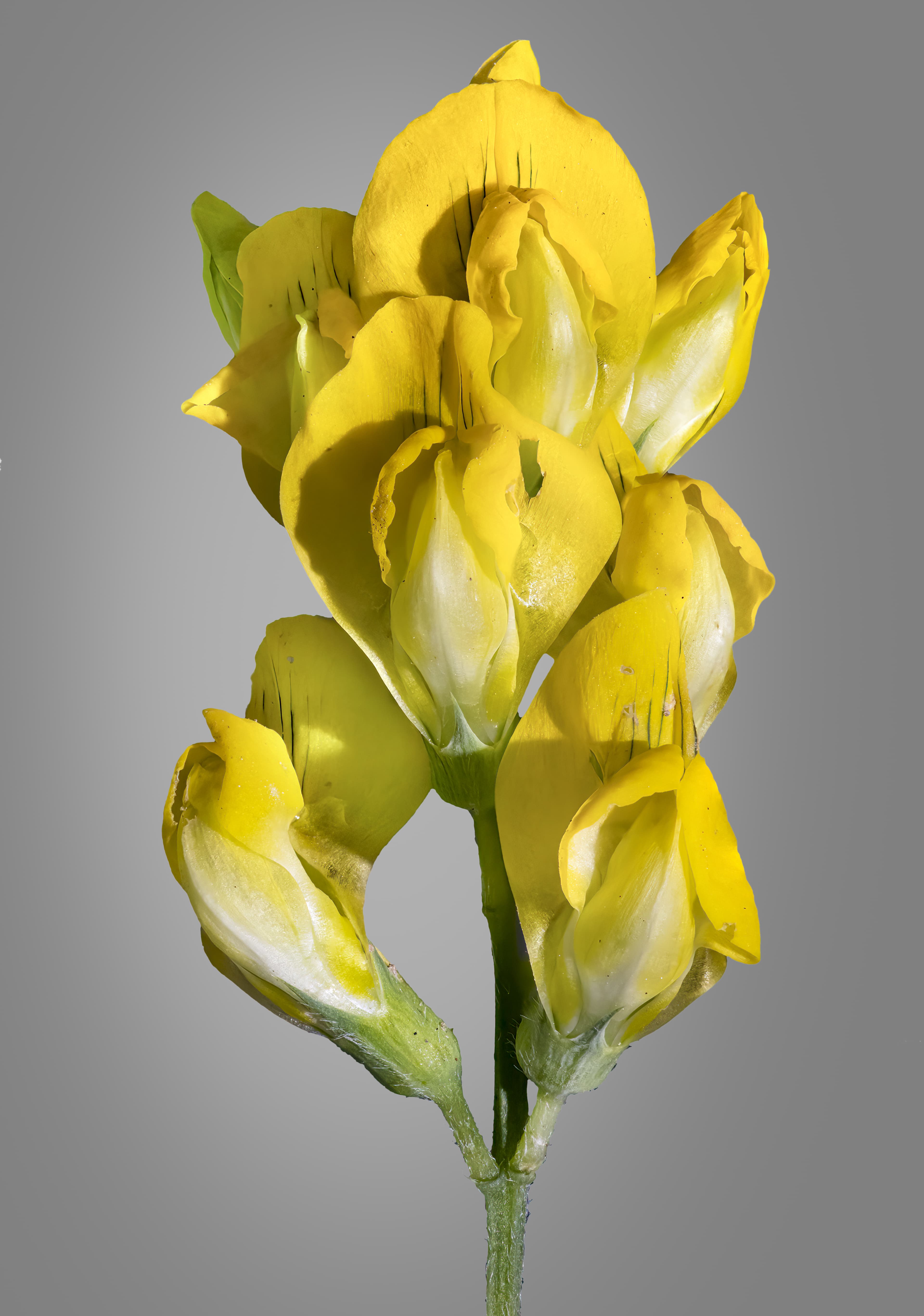 Чина луговая