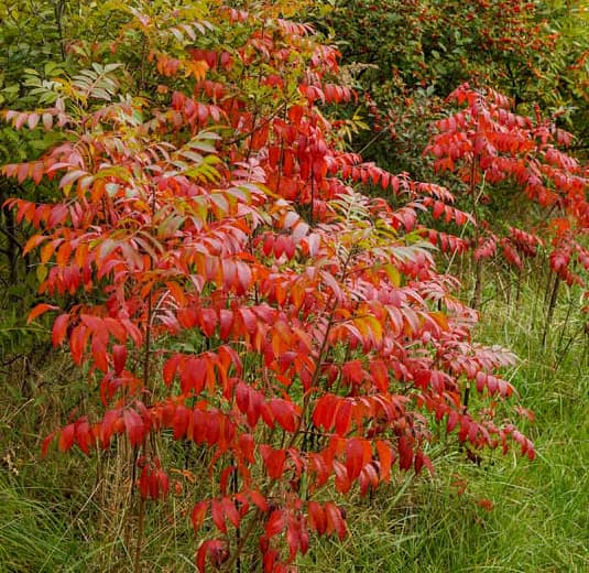 Rhus copallinum (Крылатый сумах) 