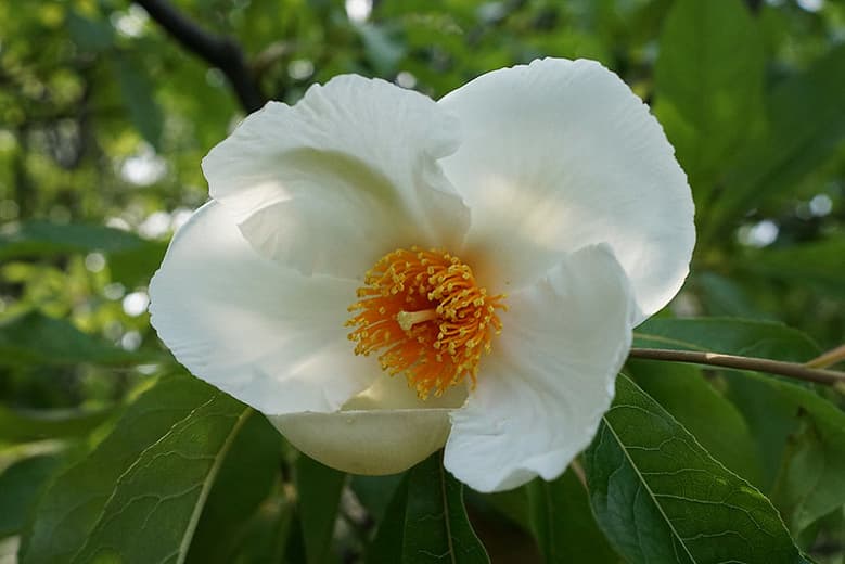 Franklinia alatamaha (Дерево Франклина)