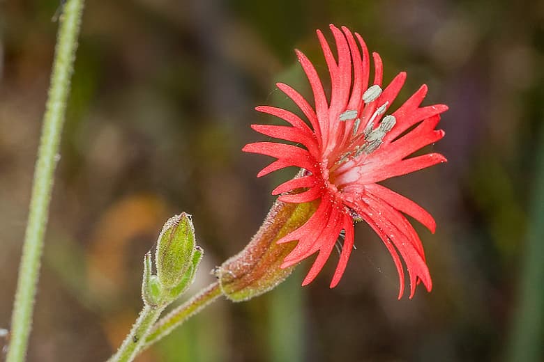 Silene laciniata (Кардинальная муха) 