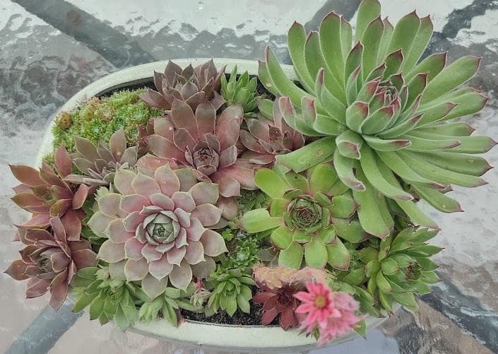 Молодило (Sempervivum)
