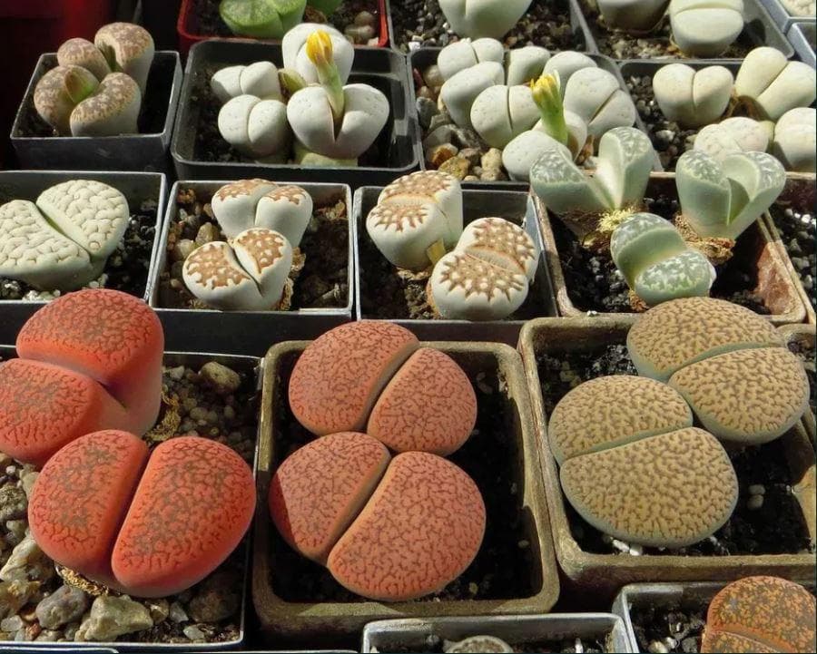 Литопсы (лат. Lithops)