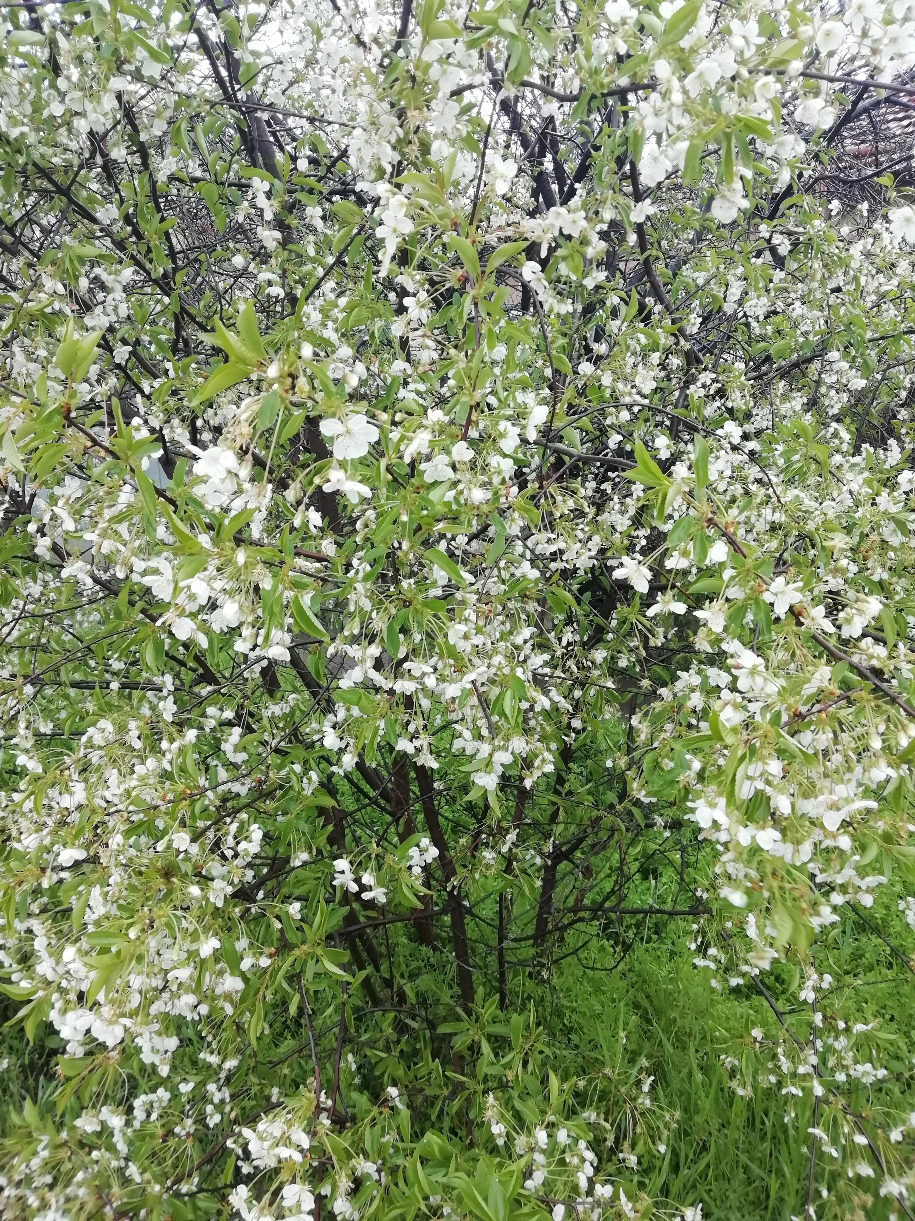 Косточковые цветут, но будет ли урожай?