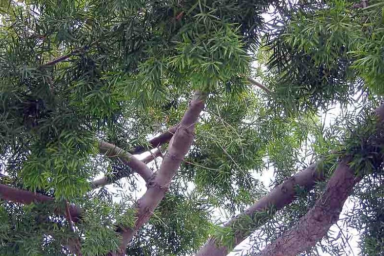  Podocarpus gracilior (африканская папоротниковая сосна)