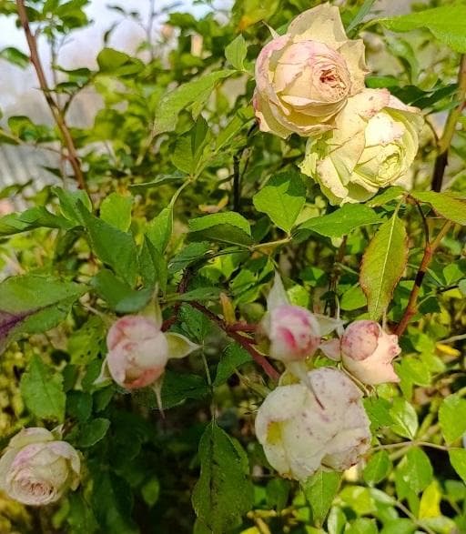 Роза флорибунда  ‘Lovely Green’ (Rosa floribunda ‘Lovely Green’)