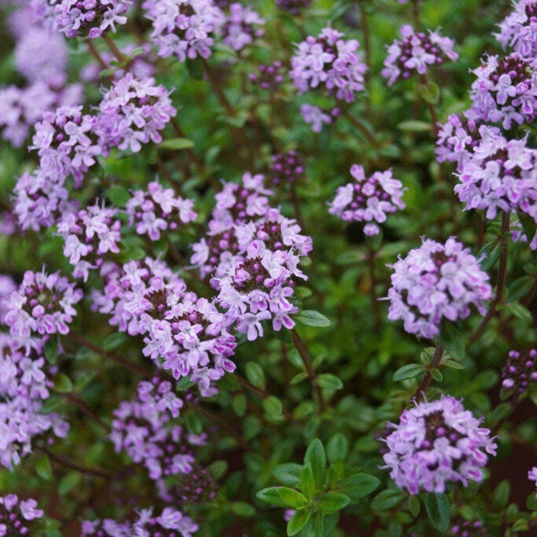 Тимьян или чабрец ползучий (Thymus Serpyllum)