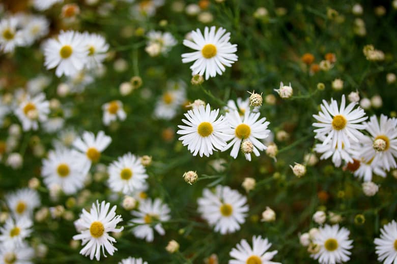 Boltonia asteroides (Ложная астра)