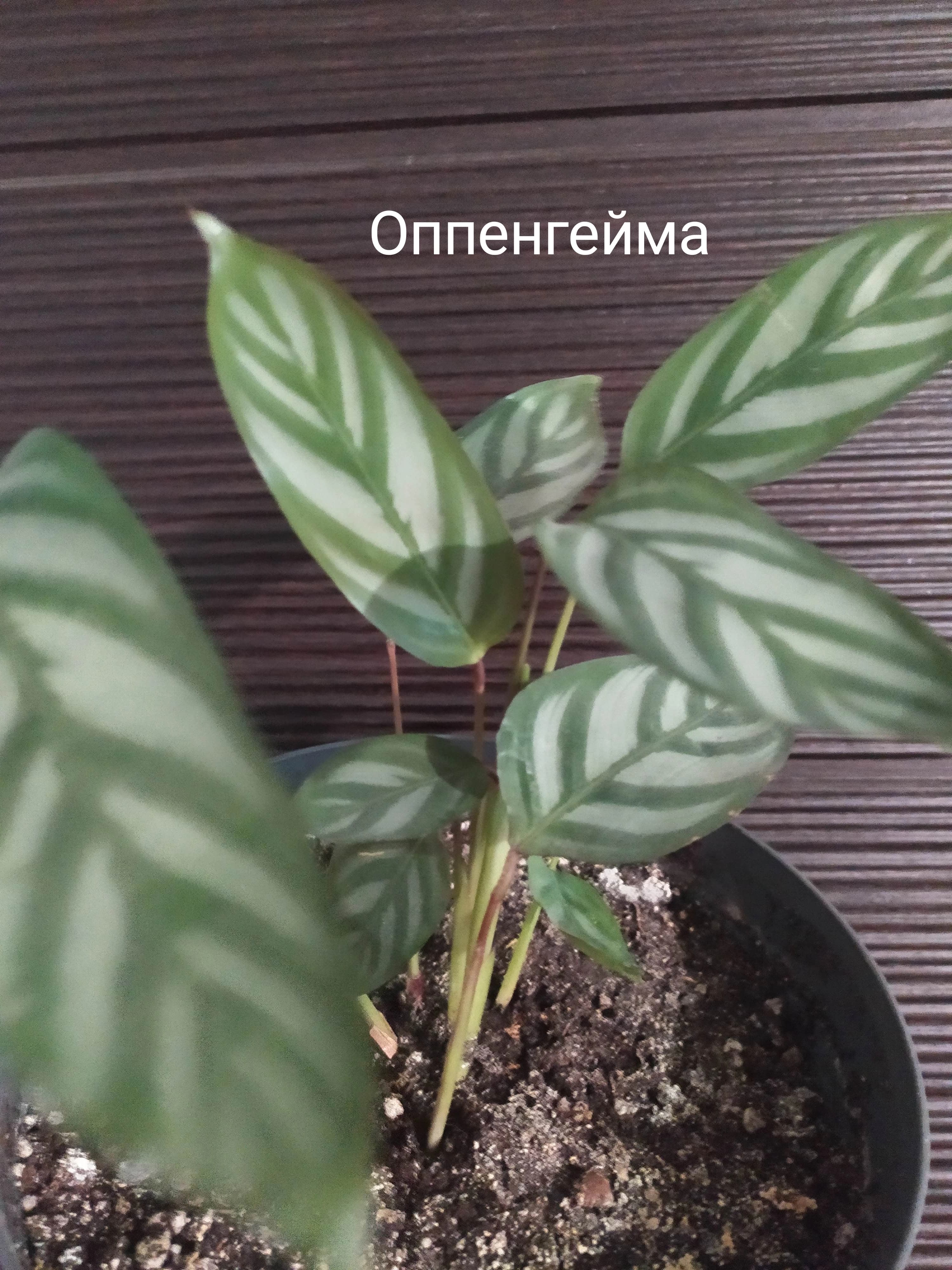 Отличие между ктенантой и калатеей.