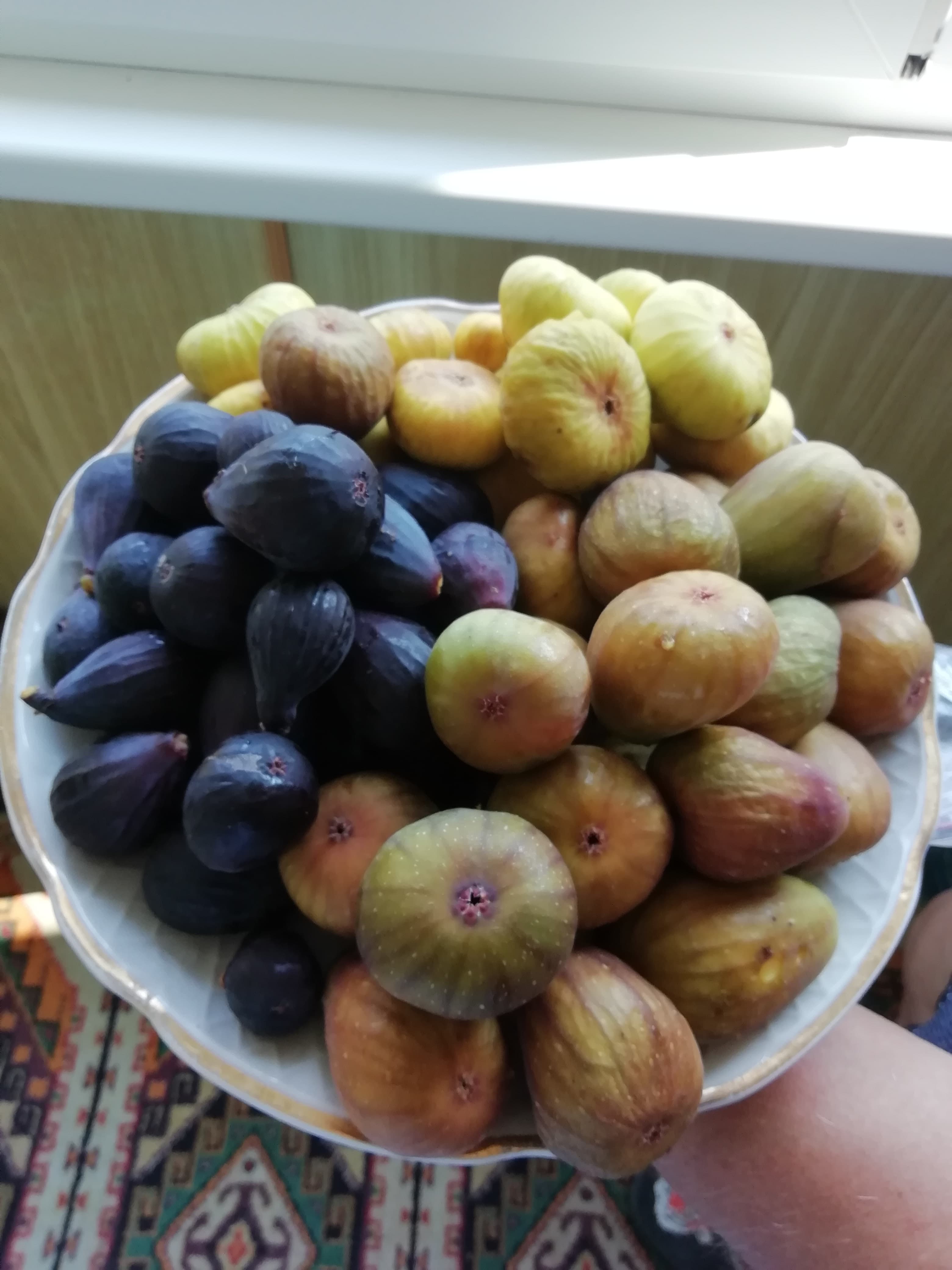 Инжир. Признаки зрелости плодов и нюансы их сбора.