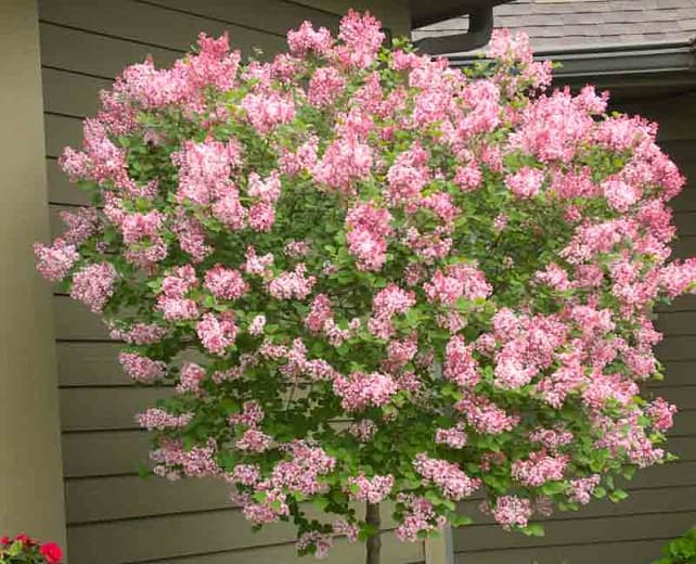 Syringa Tinkerbelle®