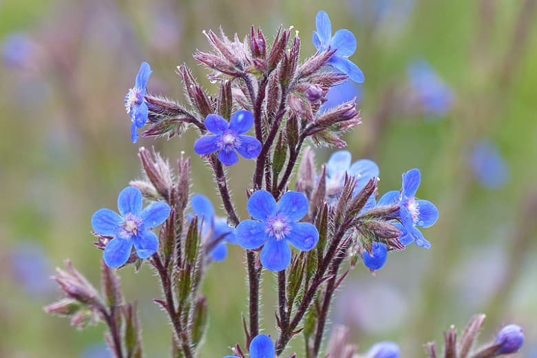 Anchusa azurea 'Dropmore' (итальянский стеклярус)