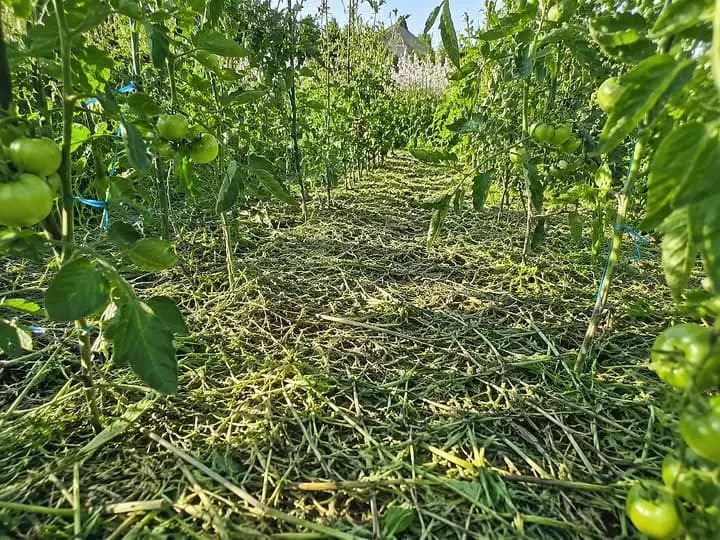 Где заканчивается романтика сидератов