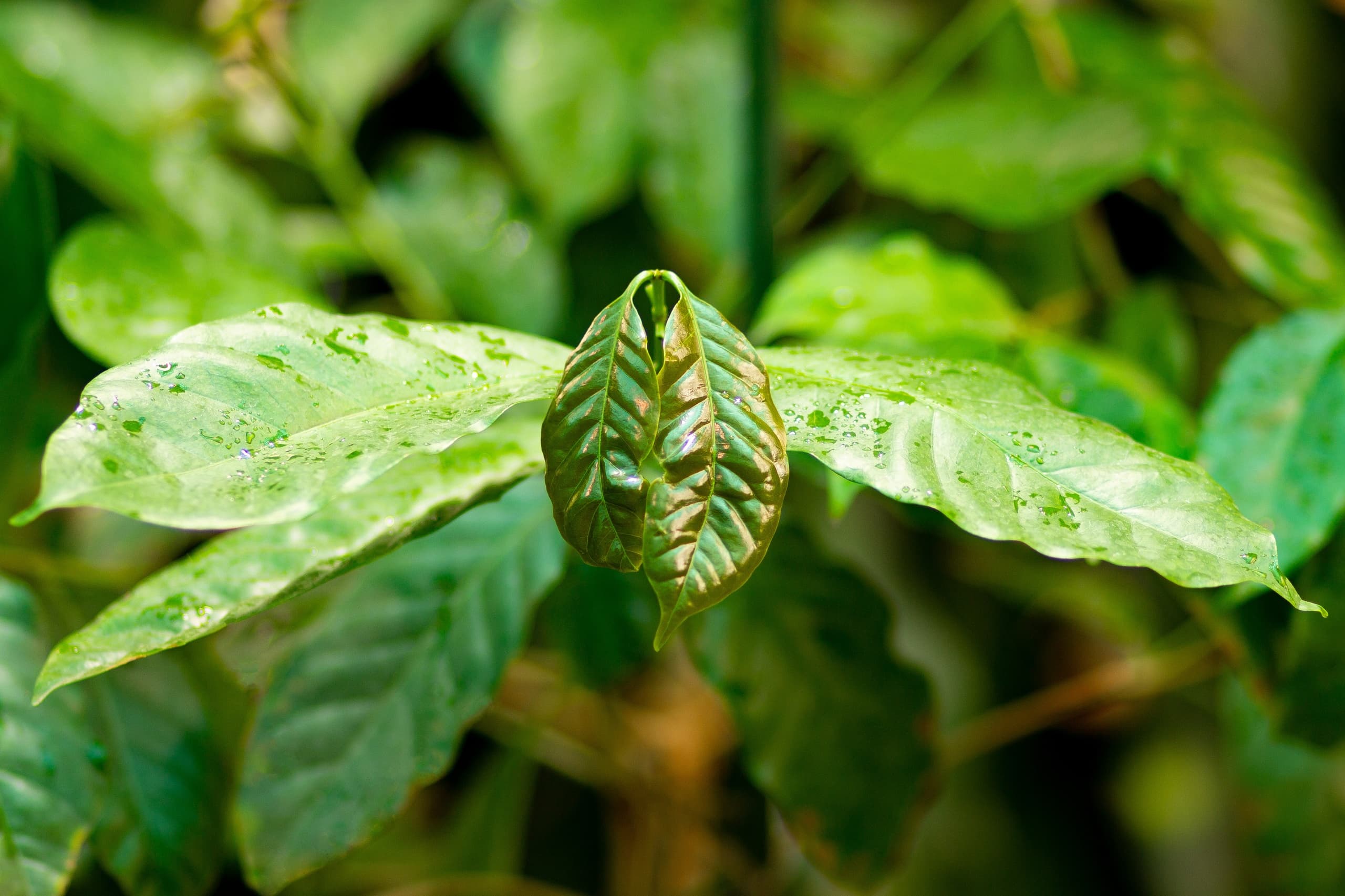 Coffea arabica, также известная как кофе арабика.