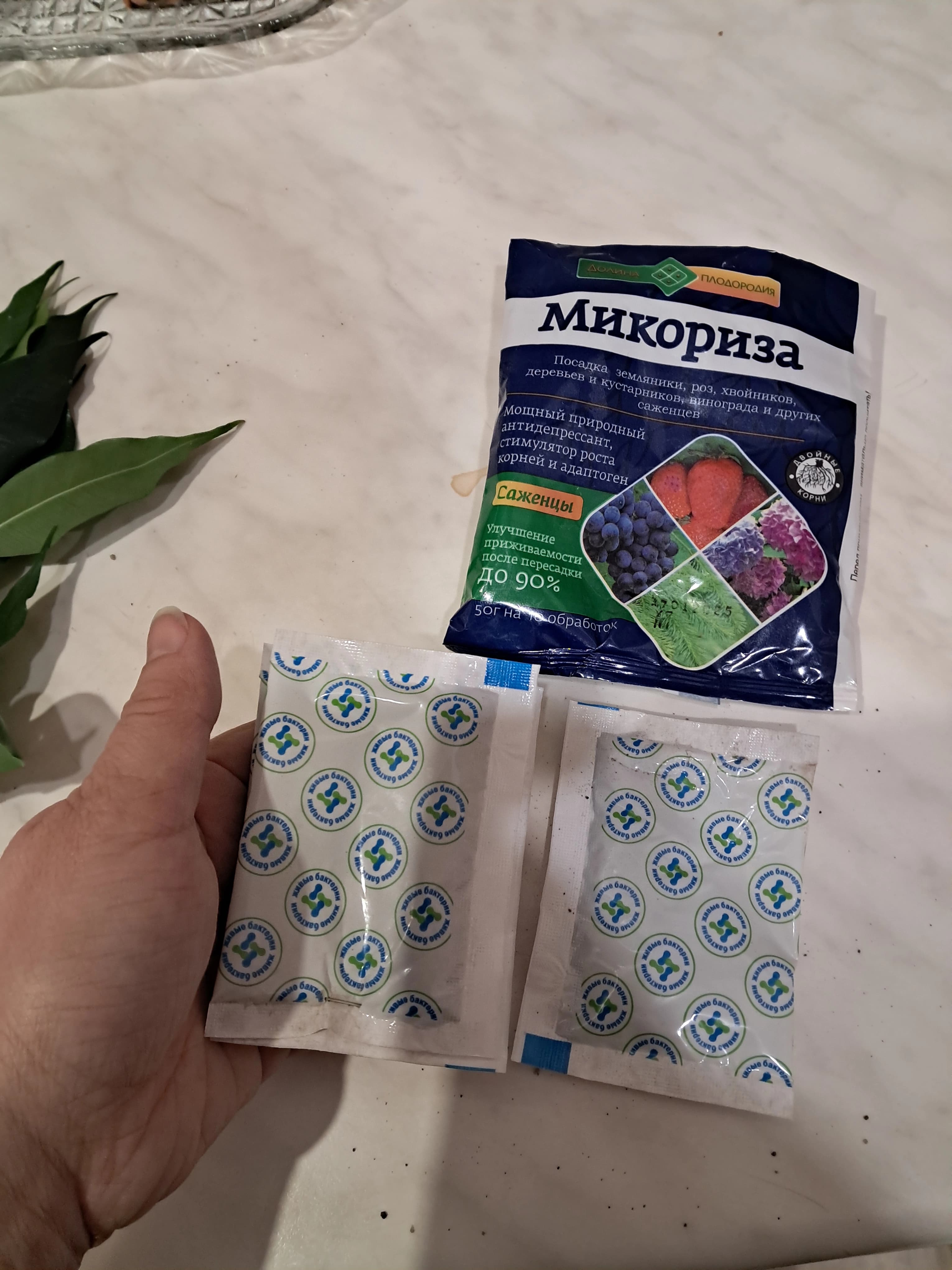 Опыт укоренения фикуса Бенджамина при помощи микоризы.