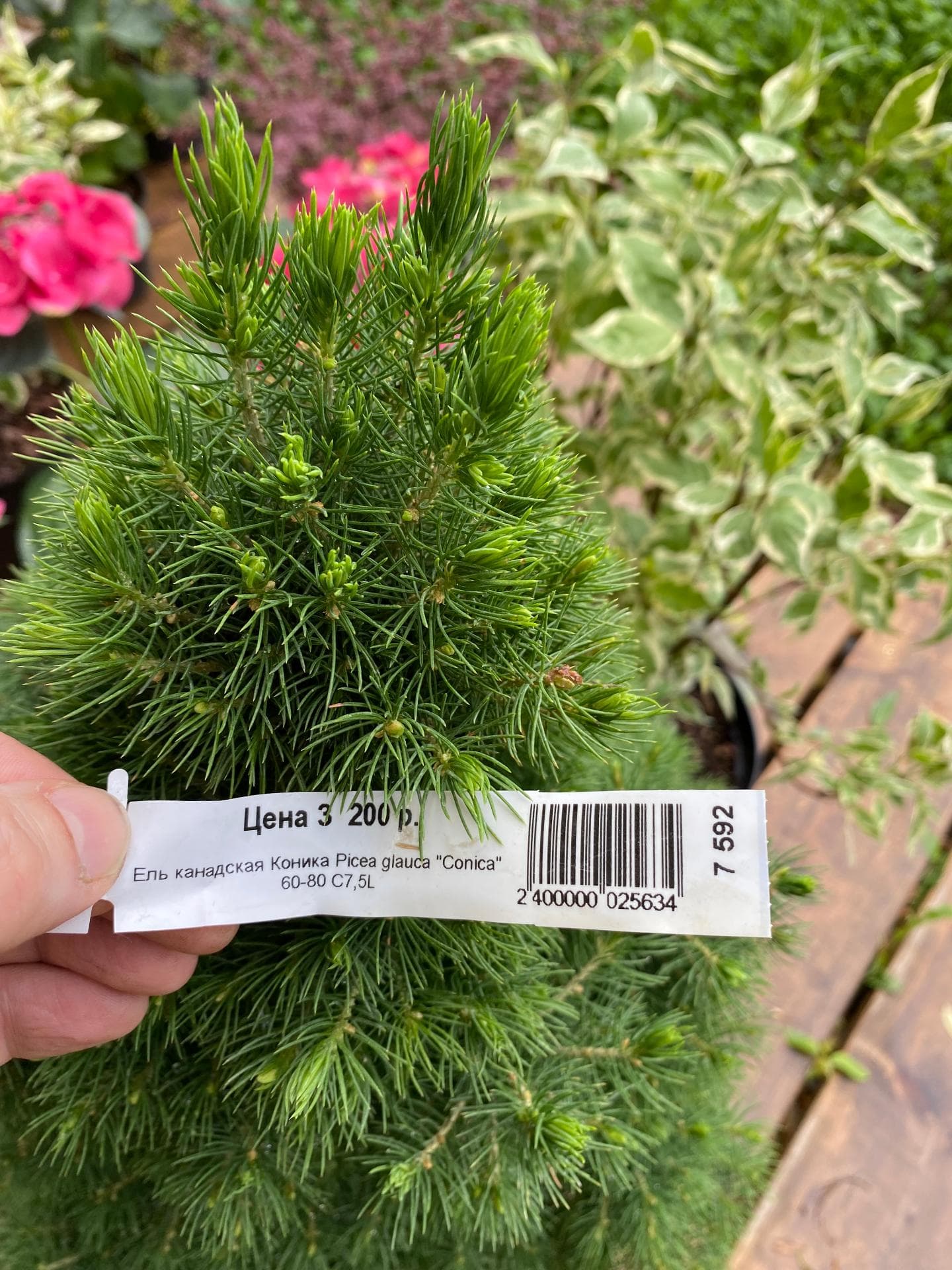 Ель канадская Коника Picea glauce Conica