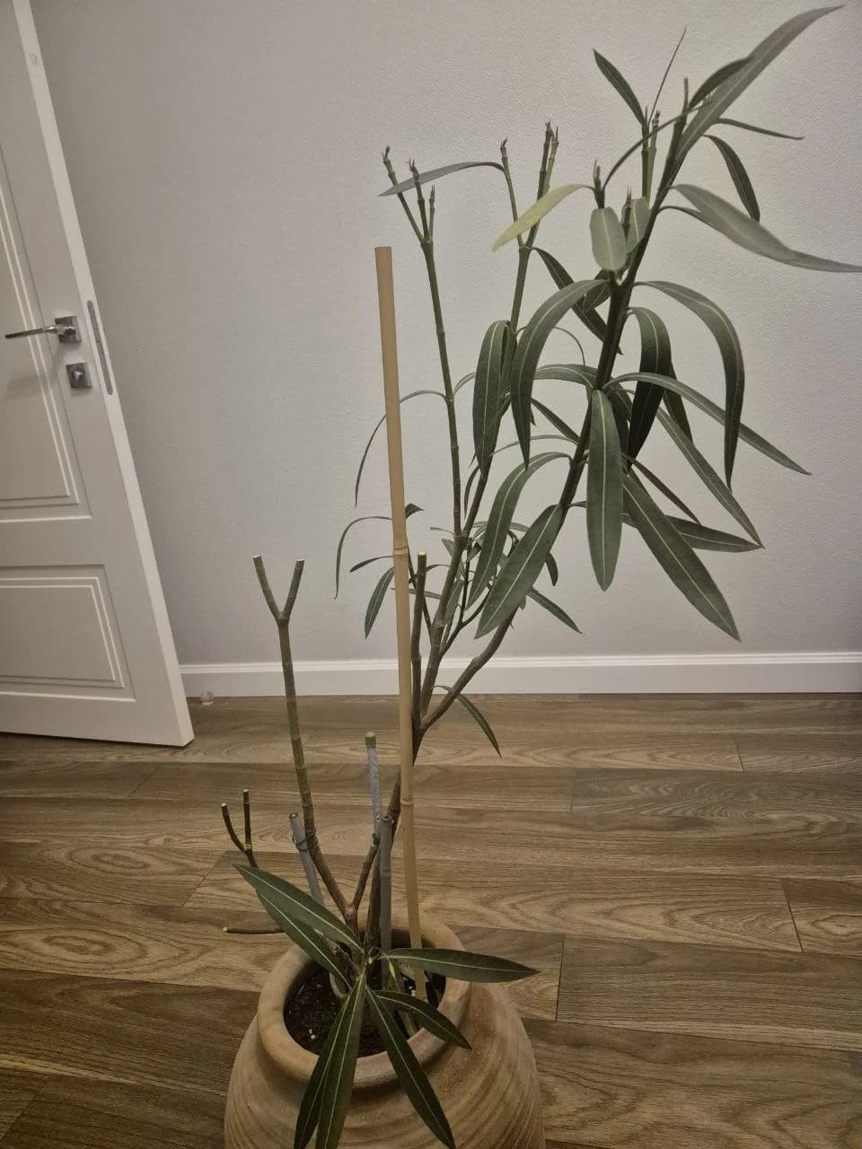 Обрезала куст красного олеандра