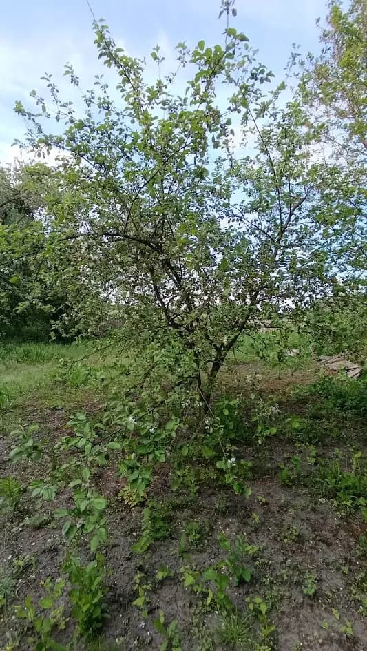 Молодая яблонька