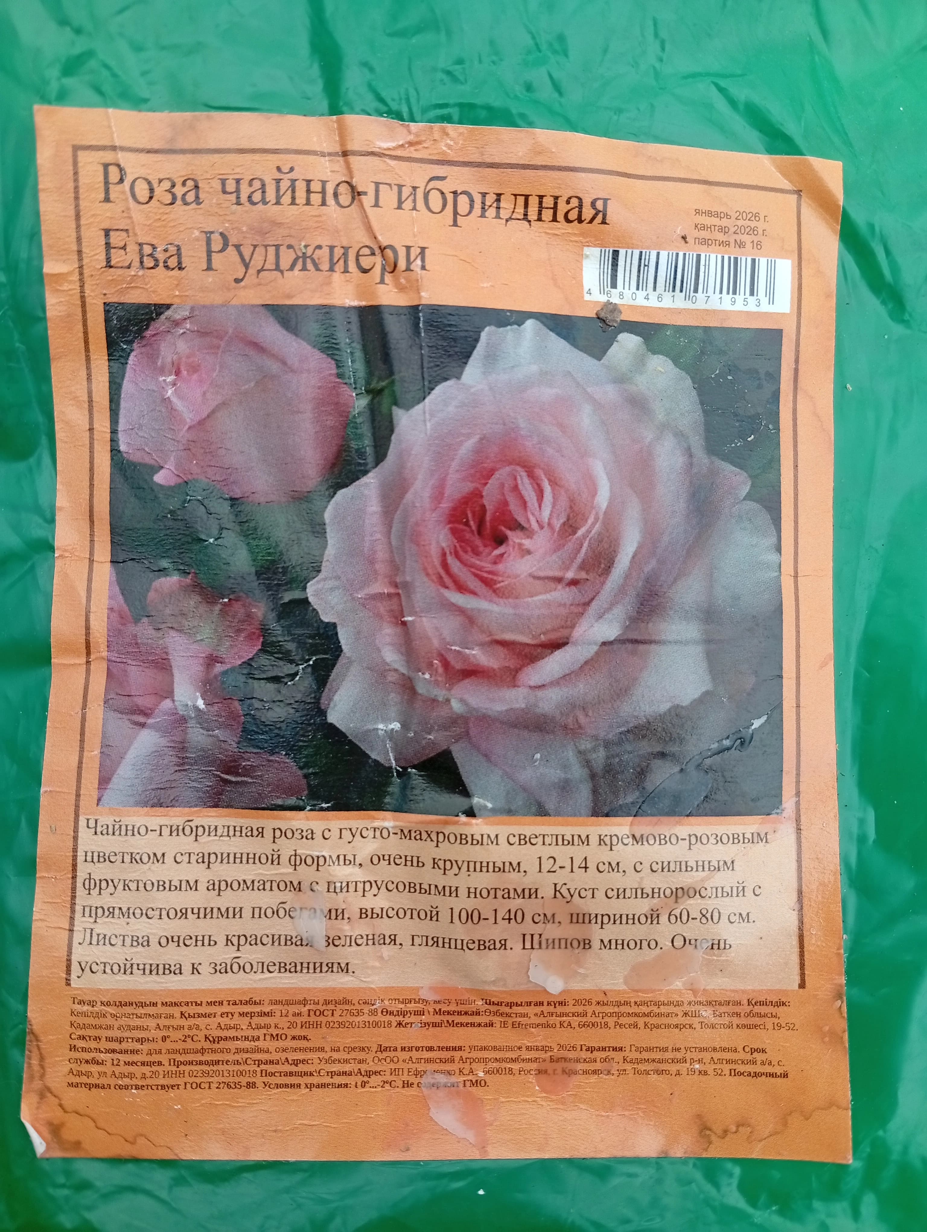 Роза из Светофора.